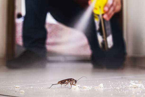 Best Cockroach Control Services  in Wapakoneta, OH